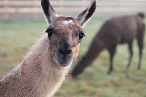 Каково значение животных в природе и жизни человека? 20 примеров, почему животные важны