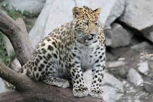 амурский леопард на дереве