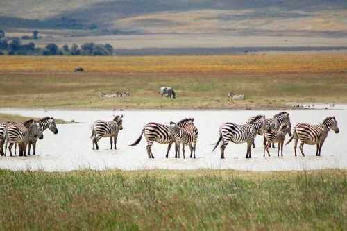 Доклад-сообщение на тему: "Животные Африки"