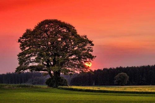 Травянистые растения - особенности, признаки, части и группы