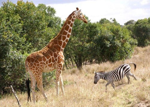 Краткая характеристика уровней организации жизни на Земле