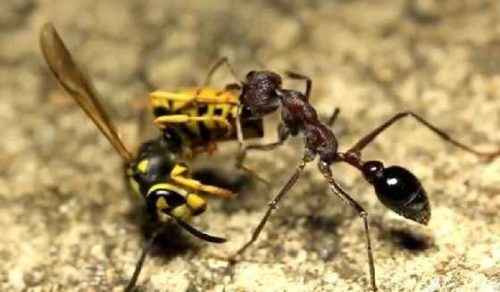 муравей-бульдог ест осу