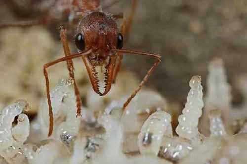 фото личинок муравьев-бульдогов