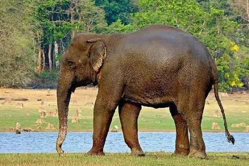 азиатский слон