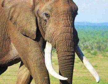 бивни слона