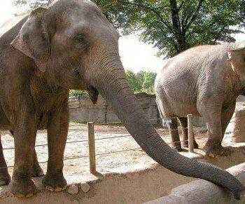 хобот слона