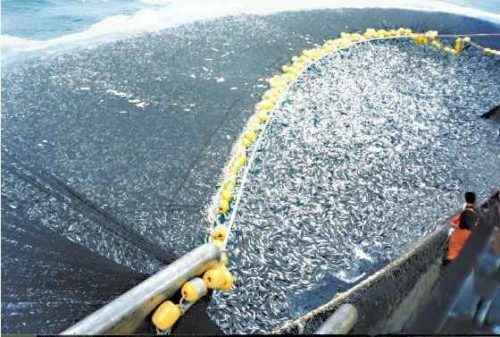 Прилов - животные, ставшие случайными жертвами рыбного промысла