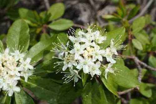 Какие растения растут в тундре - список видов, фото и характеристика