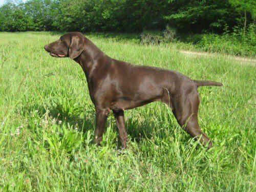 коричневый-Курцхаар