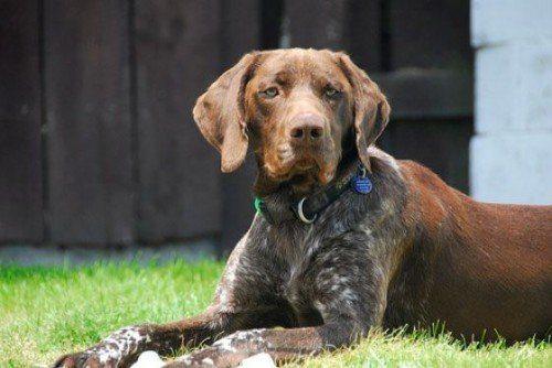 немецкий-Курцхаар