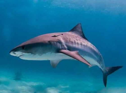 Виды и отряды акул - характеристика, примеры и фото