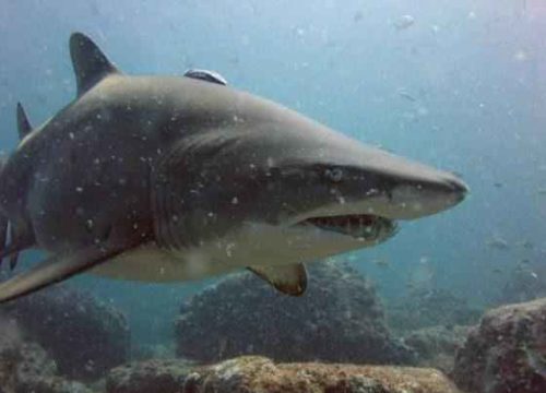 Виды и отряды акул - характеристика, примеры и фото