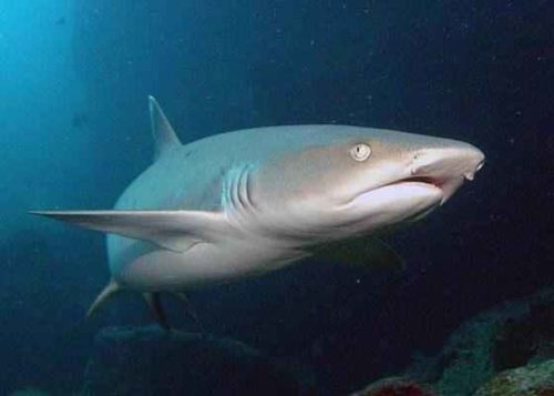 Какие виды акул самые опасные для человека - список, фото и описание