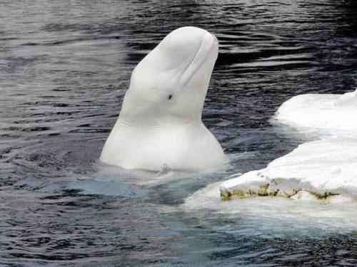 Животные холодных районов мира — характеристика, интересные факты и фото