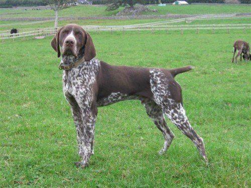 Курцхаар-в-стойке