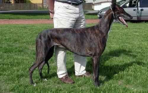 ченрный-грейхаунд