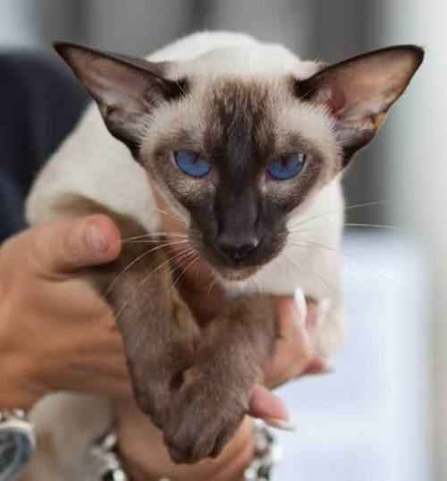 сиамский-кот