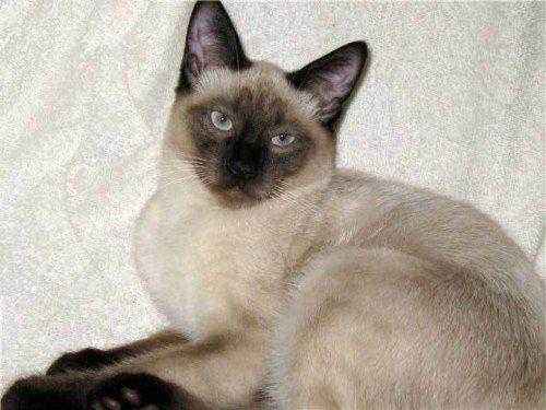 тайская-кошечка