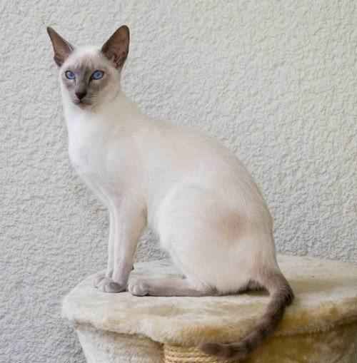 сиамская-кошка-на-кроватке