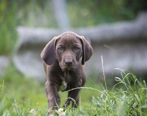 щенок-курцхаара