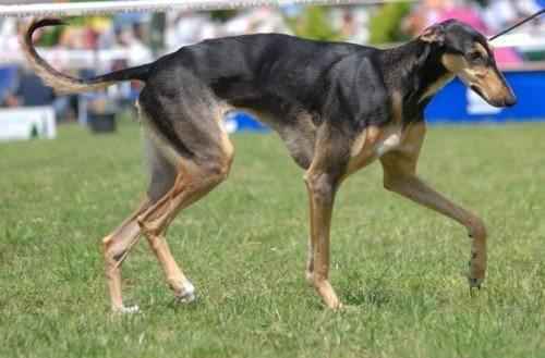 грейхаунд-на-поводке