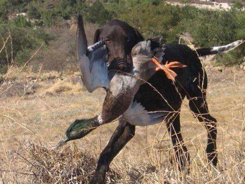 Курцхаар--с-добычей