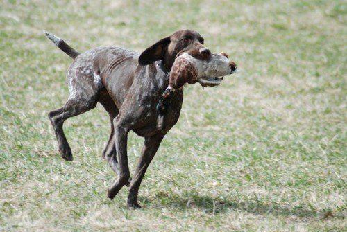Курцхаар-с-уткой
