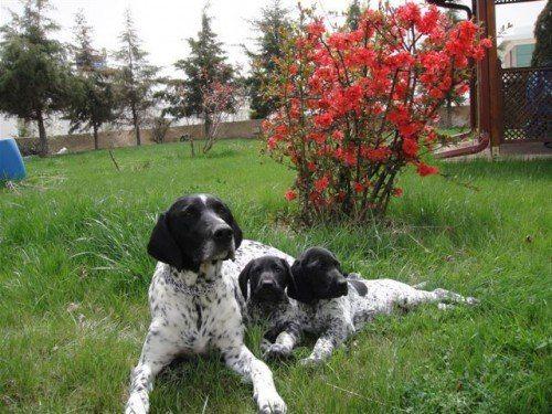 Курцхаар-с-щенками