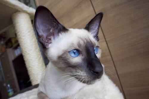 мордочка-сиамской-кошки