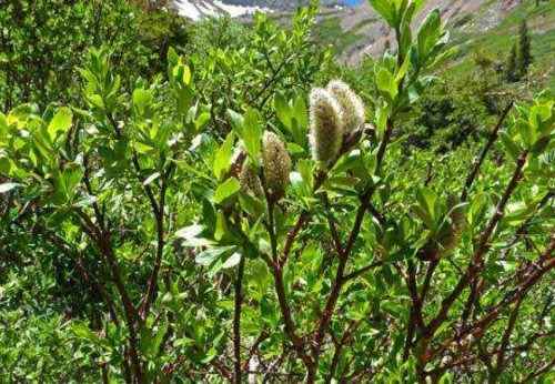 Алмазный лист, растение