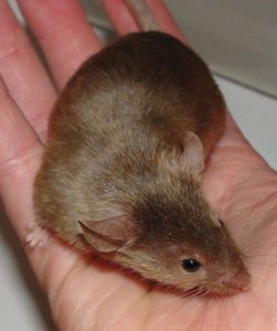 Атласная-разновидность-декоративных-крыс