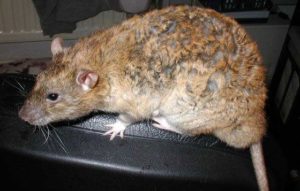Декоративная-крыса-разновидности-рекс