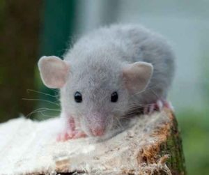 Декоративная-крыса-разновидность-Дамбо