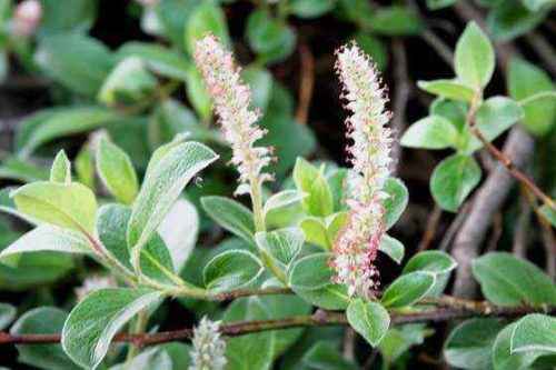 Ива арктическая