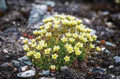 Камнеломка хохлатая