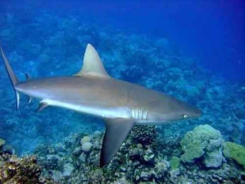 Какие виды акул самые опасные для человека - список, фото и описание