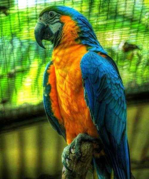 Сине-желтый-ара