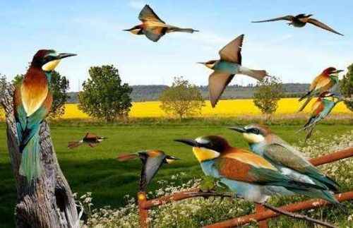 образ-жизни-золотистой-щурки