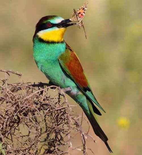 питание-золотисой-щурки-(пчелоеда)