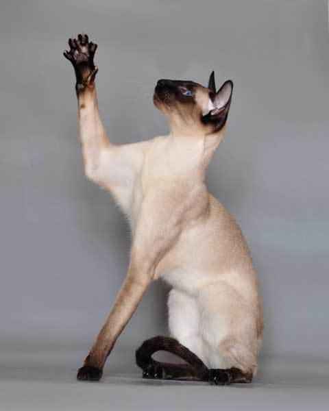 сиамская-кошка-играет