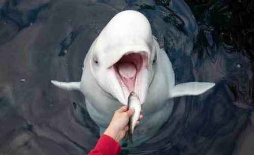 фото-белухи