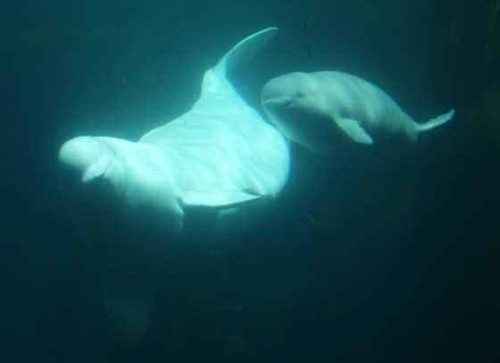 фото-детеныша-белухи-с-мамой