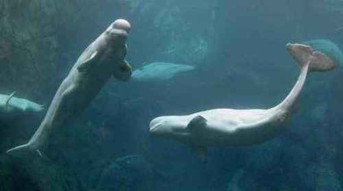 фото-стаи-белух