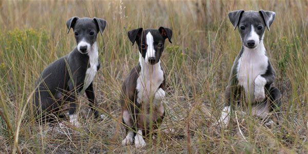 щенки-итальянского-грейхаунда