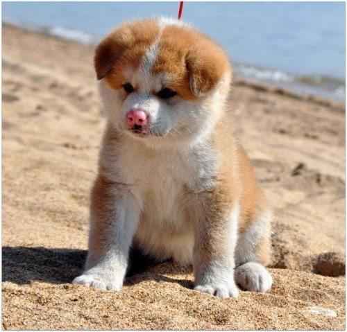 щенок-Акита