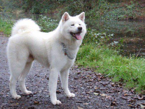 белая-Акита-ину
