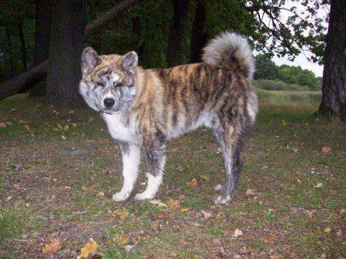 игровая-Акита-ину