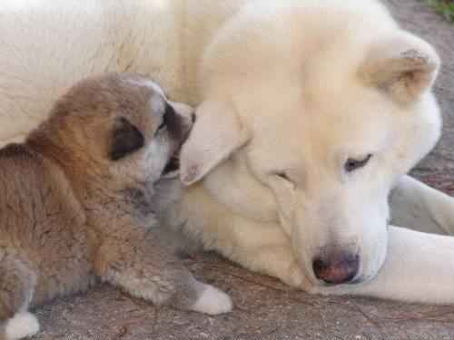 щенок-Акита-ину-с-мамой