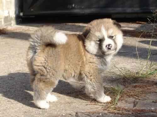 щенок-акита-ину