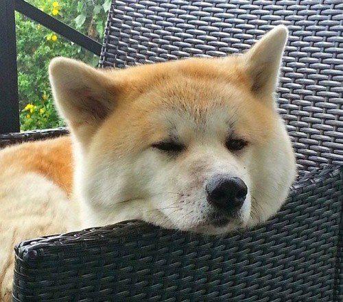 Акита-ину-дремлет